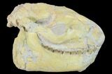 Fossil Oreodont (Merycoidodon) Skull - Wyoming #134350-3